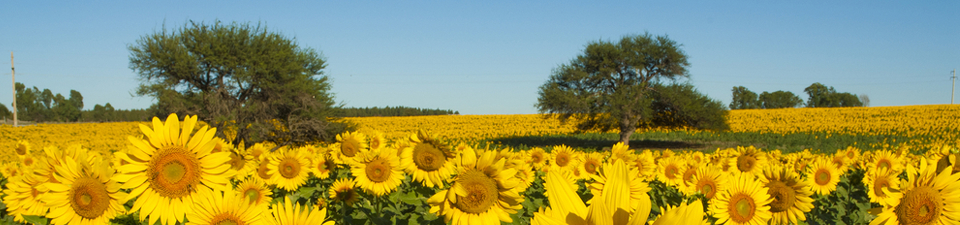 Préstamo Financiero